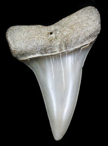 Fossil Mako Tooth - Maryland #29945